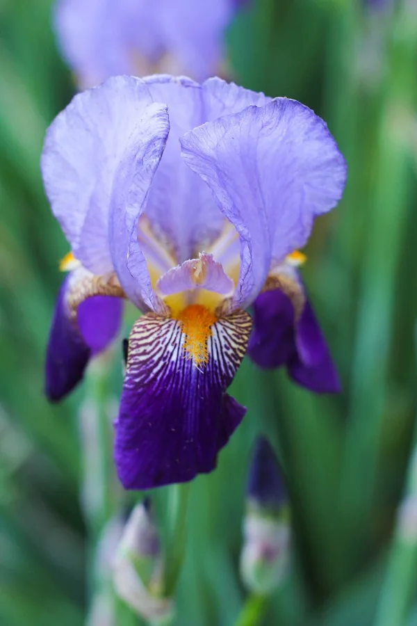 Iris