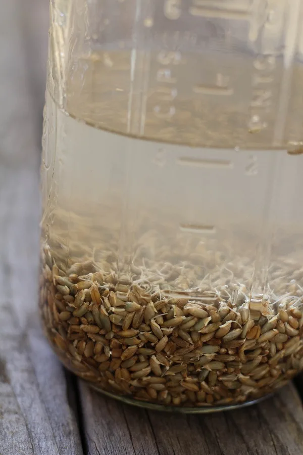 Rye Rejuvalac