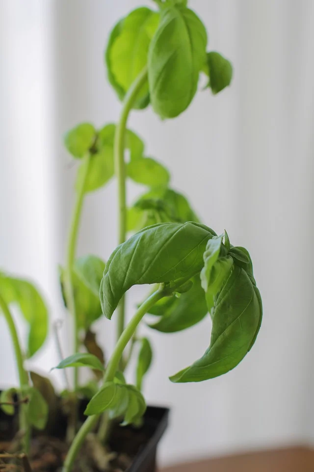 Classic Basil Pesto Sauce Recipe | TheRoastedRoot.net 