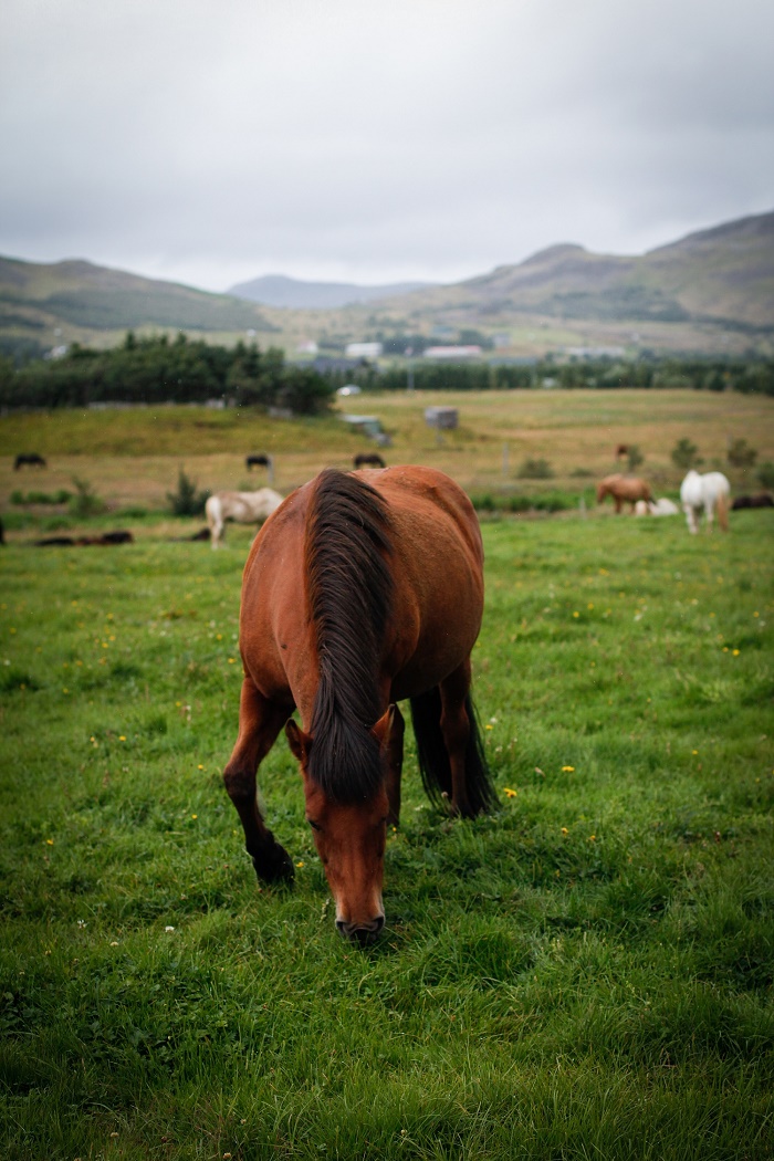 Icelandic Horse