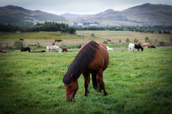 iceland