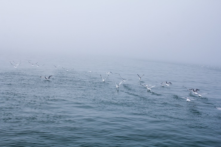 Cordova, Alaska | TheRoastedRoot.net #travel #copperriversalmon #knowyourfisherman #sustrainablesalmon 