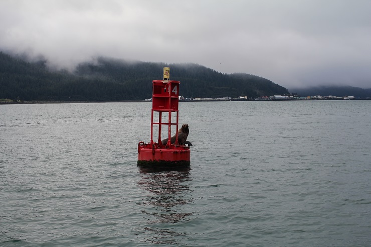 Cordova, Alaska | TheRoastedRoot.net #travel #copperriversalmon #knowyourfisherman #sustrainablesalmon 