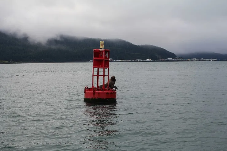Cordova, Alaska | TheRoastedRoot.net #travel #copperriversalmon #knowyourfisherman #sustrainablesalmon 