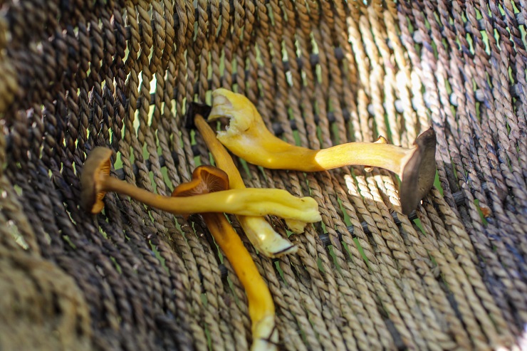 Foraging for mushrooms in Cordova, AK #travel