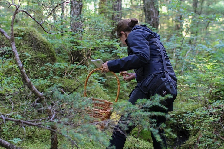 Foraging for mushrooms in Cordova, AK #travel