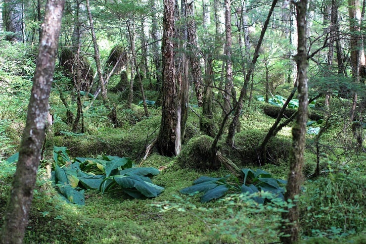 Foraging for mushrooms in Cordova, AK #travel