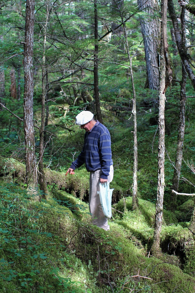 Foraging for mushrooms in Cordova, AK #travel