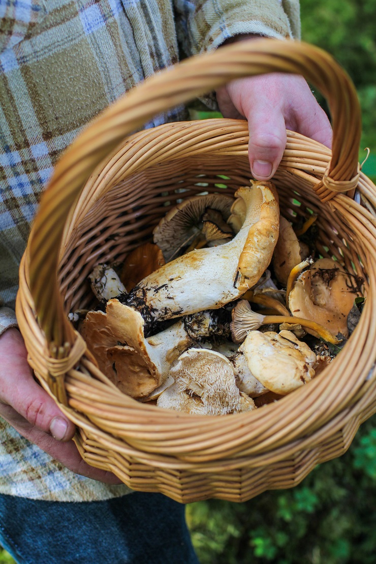 Foraging for mushrooms in Cordova, AK #travel