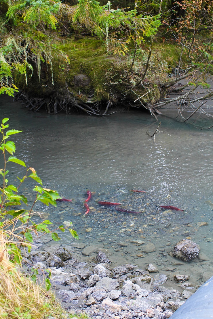 Cordova, Alaska | TheRoastedRoot.net #travel #copperriversalmon #knowyourfisherman #sustrainablesalmon 