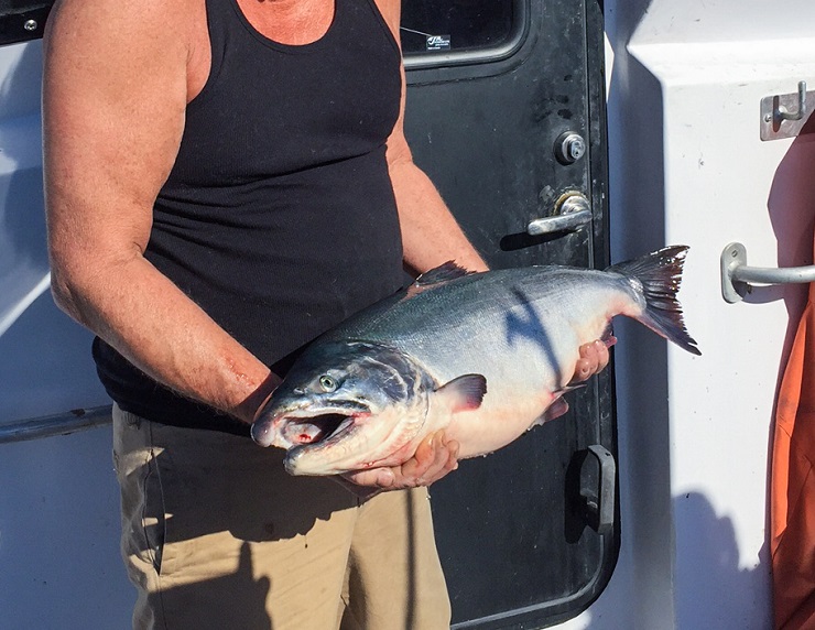 Cordova, Alaska | TheRoastedRoot.net #travel #copperriversalmon #knowyourfisherman #sustrainablesalmon 