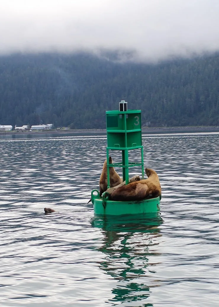 Sea Lions on a buoy off the coast of Cordova, Alaska