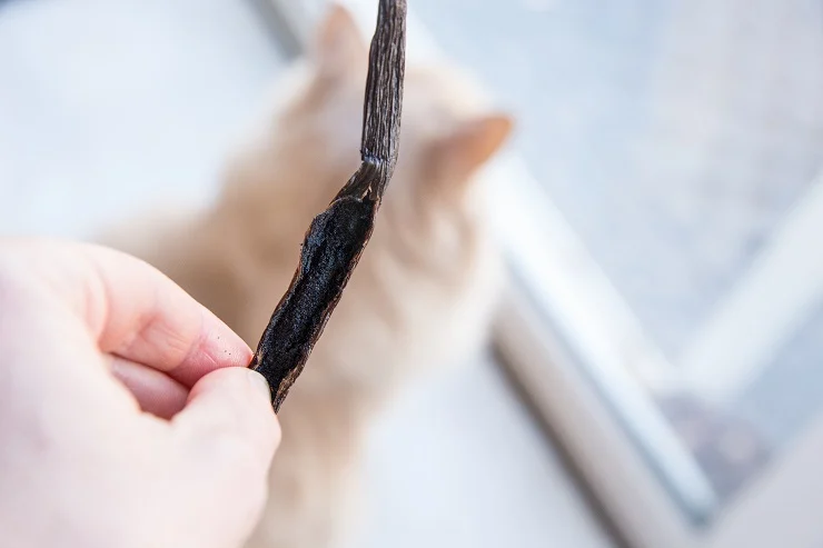 How to cut a vanilla bean