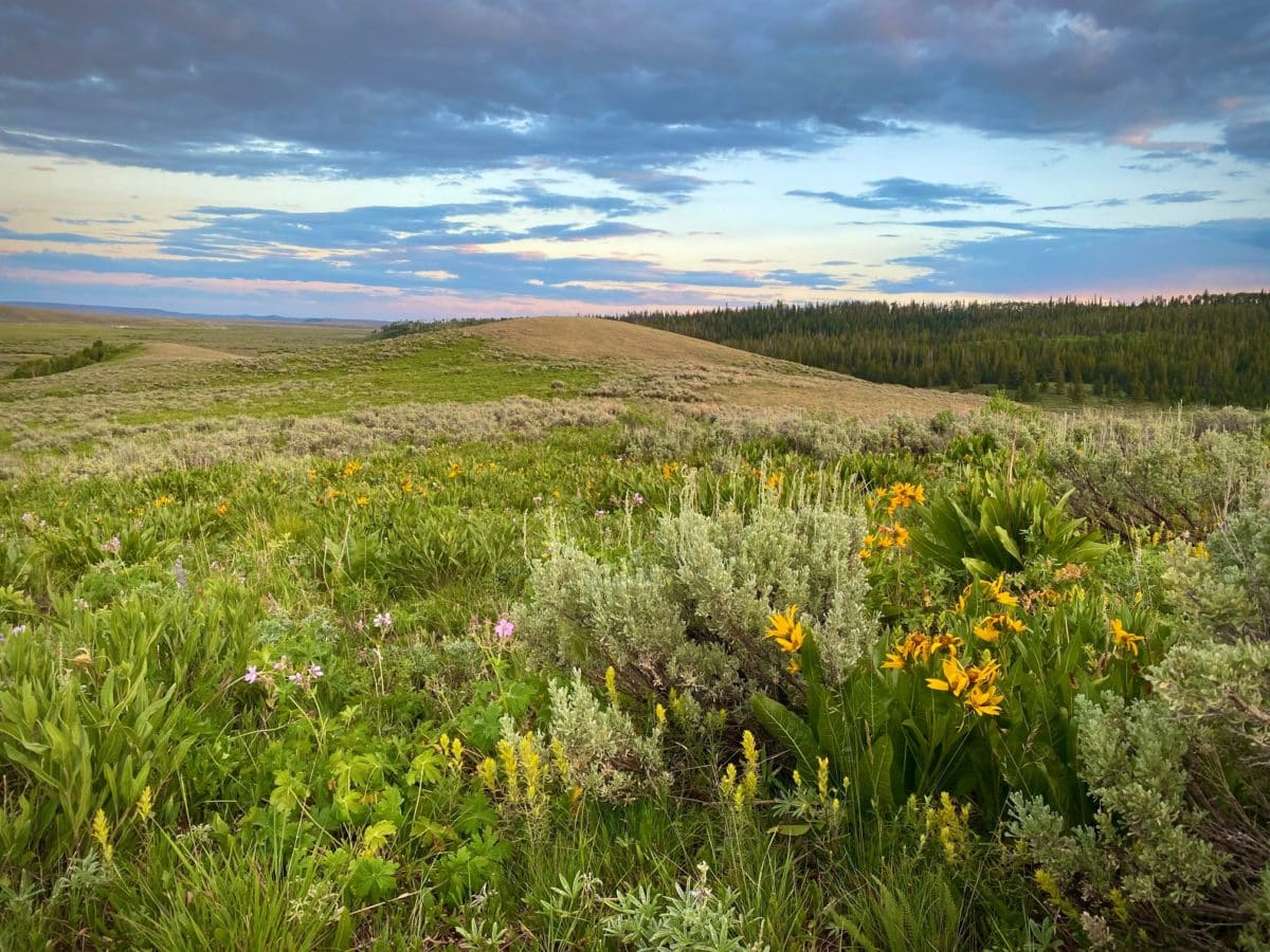 Wyoming