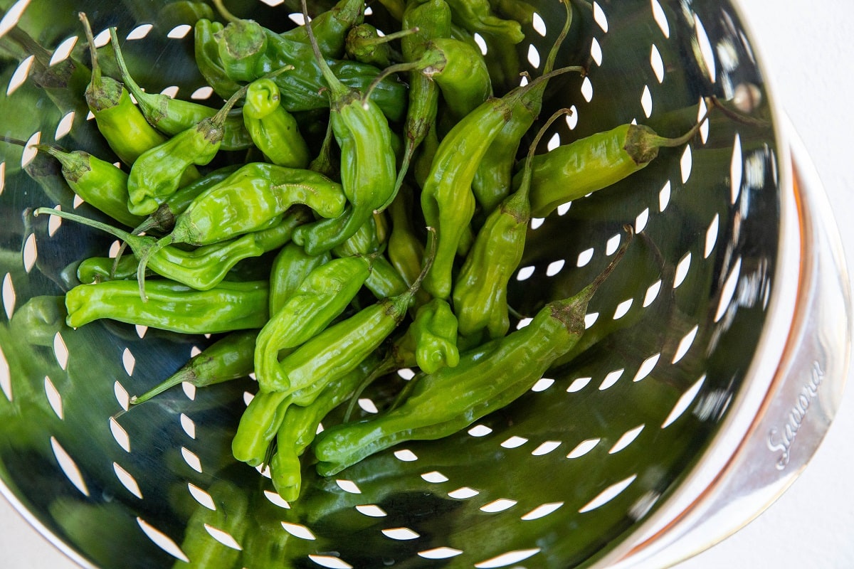 raw shishito peppers in a collander