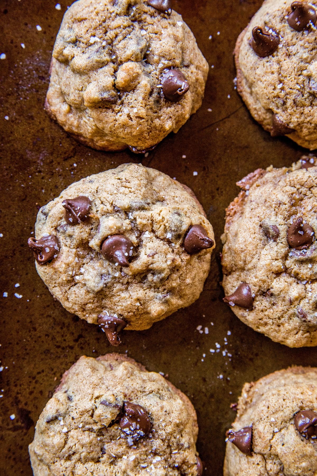 Cookie sheet of chocolate chip cookies, fresh out of the oven.