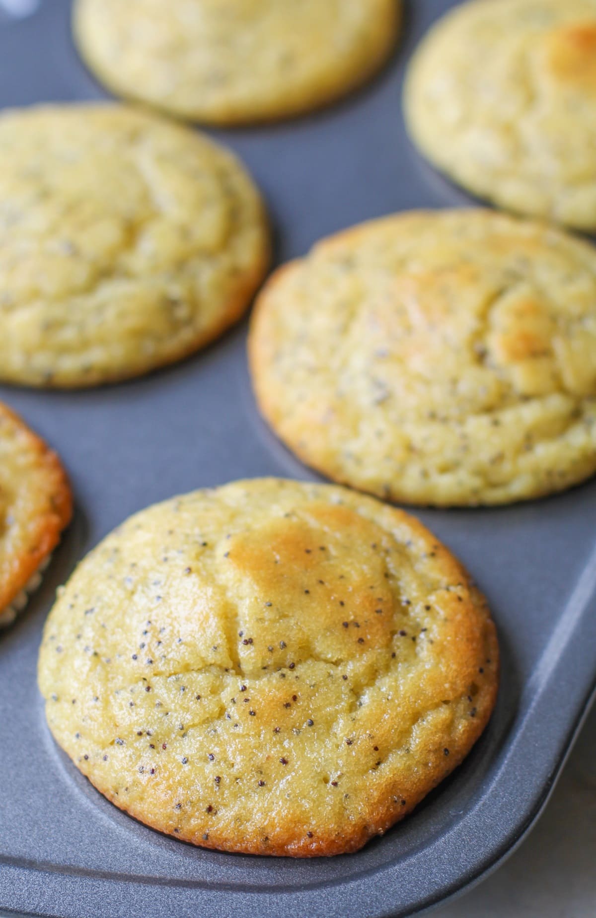 Lemon poppy seed muffins sitting in a muffin tray, fresh out of the oven.